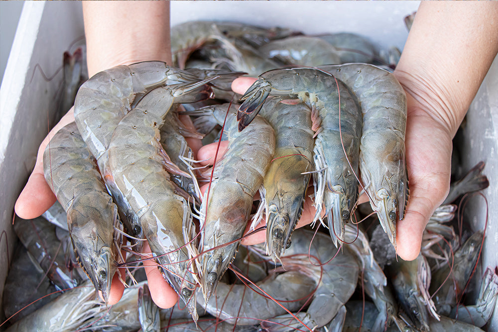 Fresh Victoria Prawns