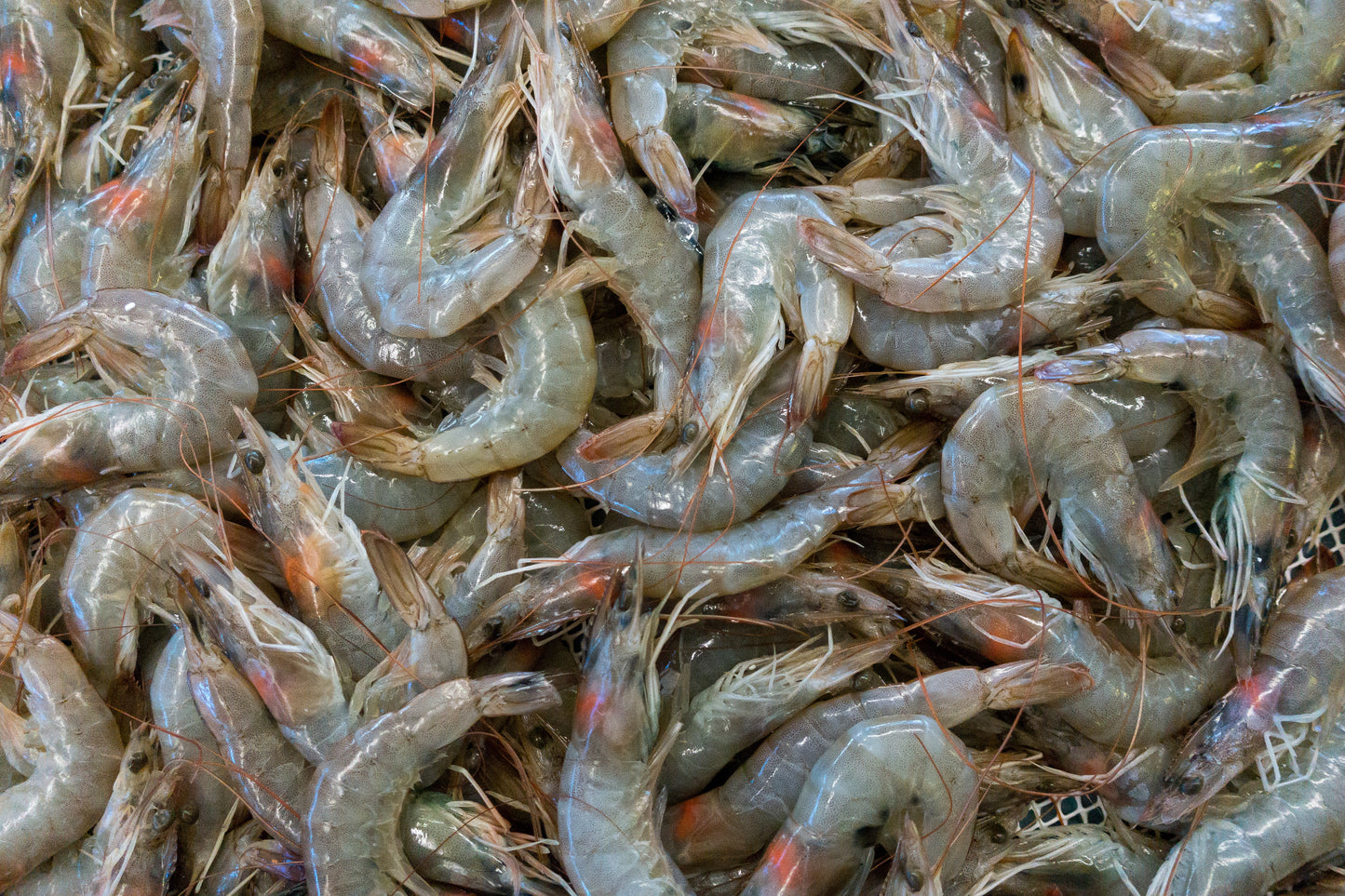 Fresh Victoria Prawns