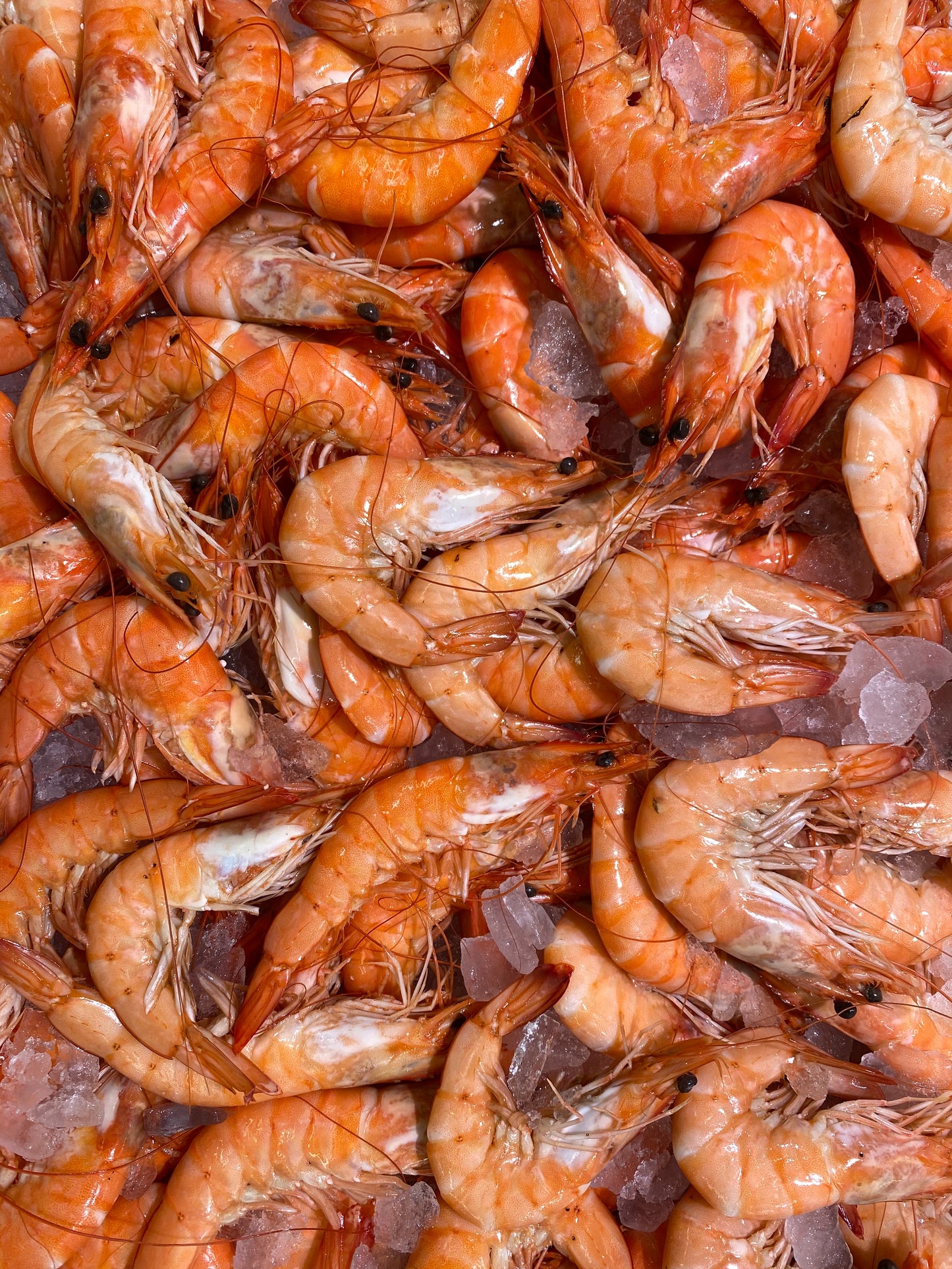 Fresh Victoria Prawns